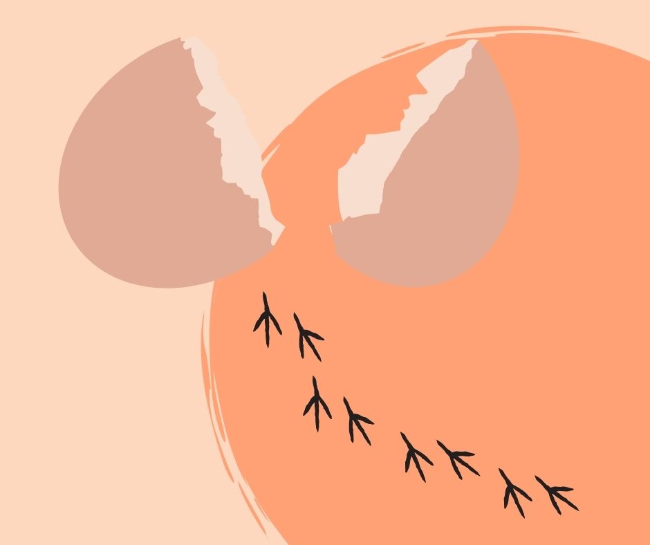 En savoir plus sur la conservation d’ovocytes